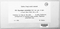 Hypostigme polyadelpha image